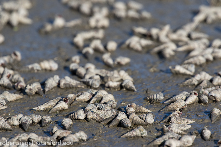 palo alto baylands